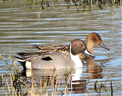 Pintail Duck Pair, Ridgefield Wildlife Refuge