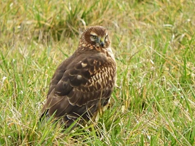Northern Harrier, Ridgefield Wildlife Refuge