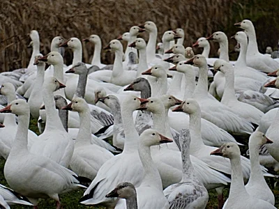 Snow Geese, Near Vancouver Lake