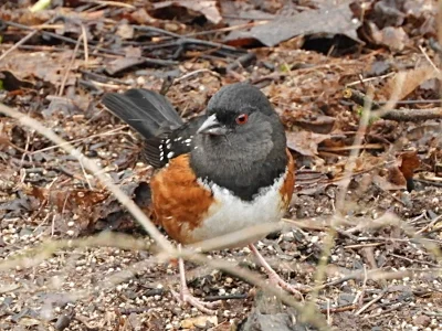 Towhee, Wildlife Botanical Garden
