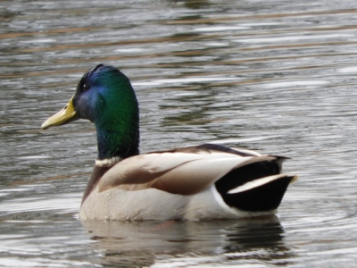 Mallard, Steigerwald Wildlife Refuge