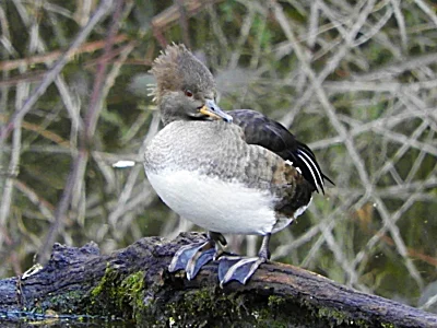Female Hooded Merganser, Ridgefield Wildlife Refuge