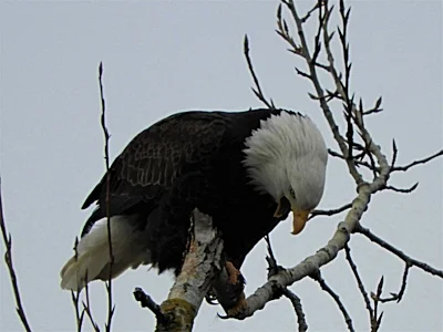 Eagle, Columbia River