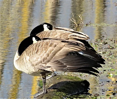 Sleeping Geese, Steigerwald Wildlife Refuge