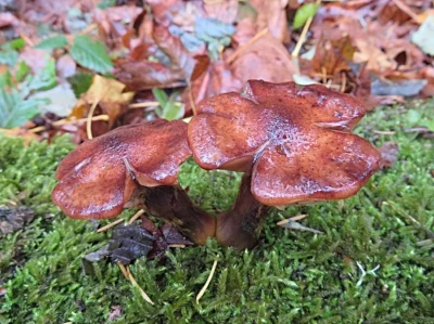 Mushrooms, Lacamas Lake