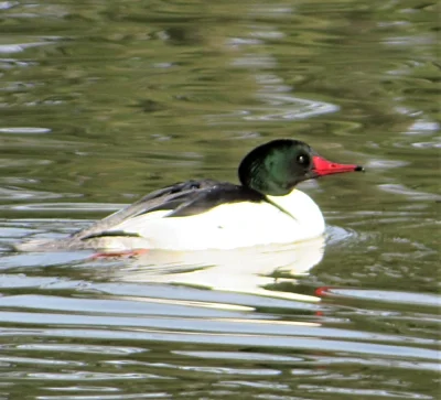 Common Merganser, Lacamas Lake