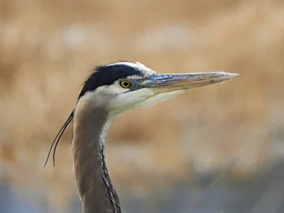 Blue Heron, Ridgefield Wildlife Refuge