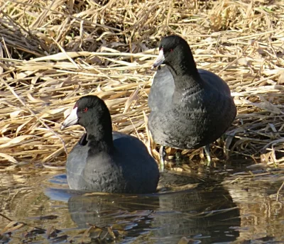 Coots, Ridgefield Wildlife Refuge