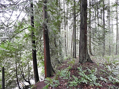 Lacamas Lake Park