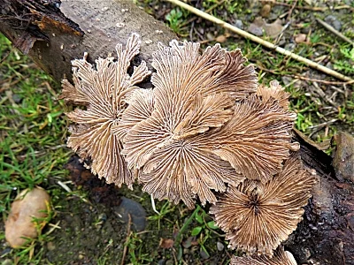 Mushrooms, Steigerwald Wildlife Refuge