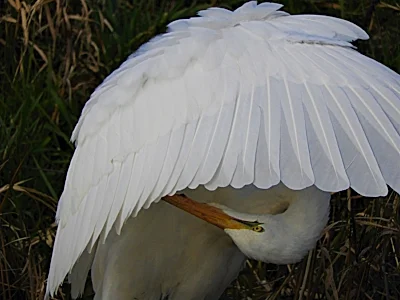 Egret Preening, Ridgefield Wildlife Refuge