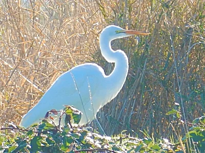 Egret, Ridgefield Wildlife Refuge