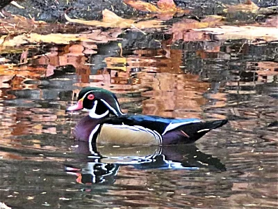 Wood Duck, Lacamas Lake