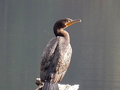 Cormorant, Battleground Lake