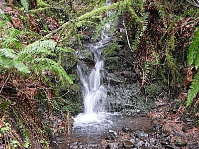 Stream, Lacamas Lake