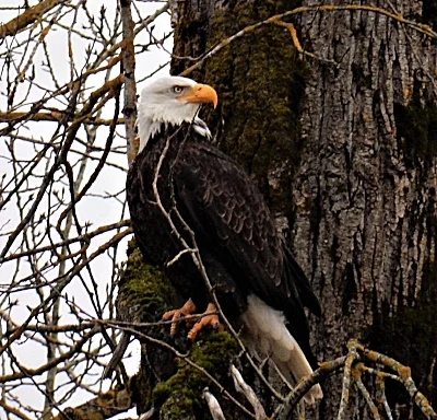 Eagle, Steigerwald Wildlife Refuge