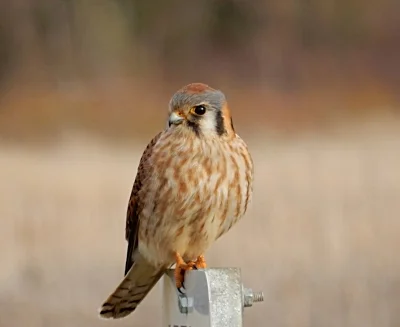 Kestral, Steigerwald Wildlife Refuge