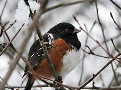 Towhee in Snow, Wildlife Botanical Garden