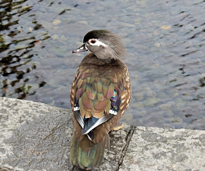Female Wood Duck, Crystal Springs Rhododendron Garden