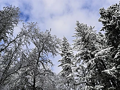 Snow, Battleground Lake State Park