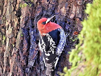 Sapsucker, Lewisville Park