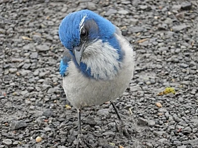 Scrub Jay, Steigerwald Wildlife Refuge