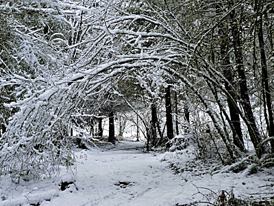 Snow Tunnel, Wildlife Botanical Woods