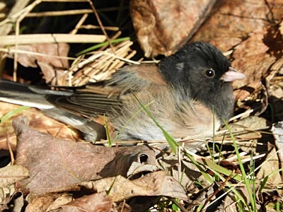 Dark-Eyed Junco, Wildlife Botanical Garden