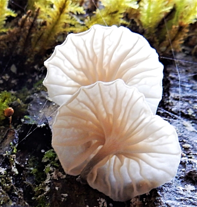 Mushrooms, Tryon Creek State Park