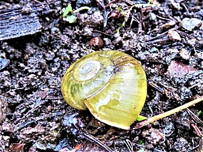 Snail Shell, Cape Horn