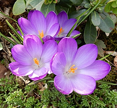 Crocus, Neighborhood