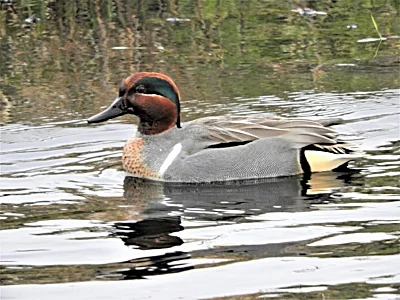 Green-Winged Teal Duck, Ridgefield Wildlife Refuge