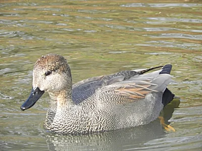 Gadwall, Ridgefield Wildlife Refuge