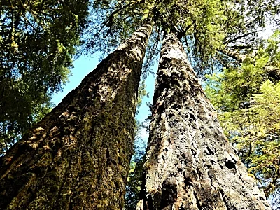 Tree Giants, Salmon River Trail