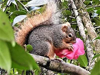 Squirrel eating camellia blossom, Elk Rock Garden