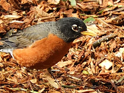 Robin, Elk Rock Garden