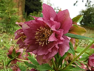 Winter Rose, Elk Rock Garden