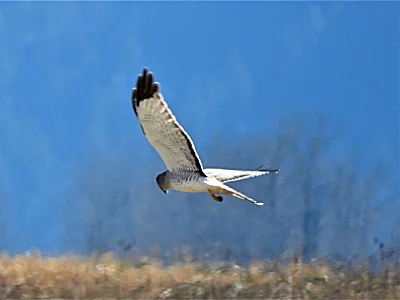 Male Harrier Hawk, Steigerwald Wildlife Refuge