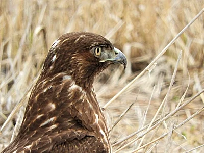 Hawk, Steigerwald Wildlife Refuge