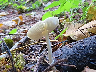 Mushroom, Wildlife Botanical Garden 