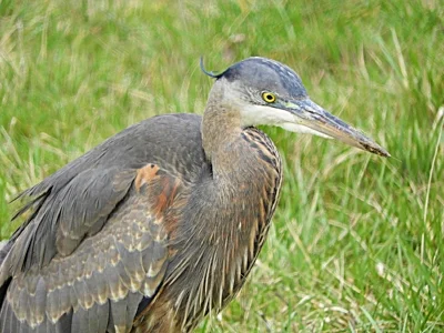 Heron, Ridgefield Wildlife Refuge