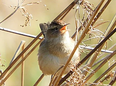 Wren, Ridgefield Wildlife Refuge