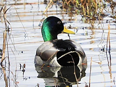Mallard, Ridgefield Wildlife Refuge