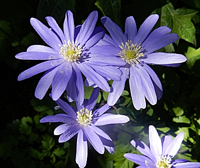 Purple Anemone, Elk Rock Garden