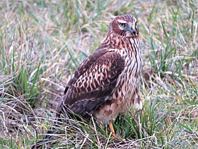 Northern Harrier Hawk, Ridgefield Wildlife Refuge