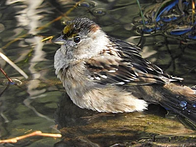 Golden-Crowned Sparrow, Wildlife Botanical Garden