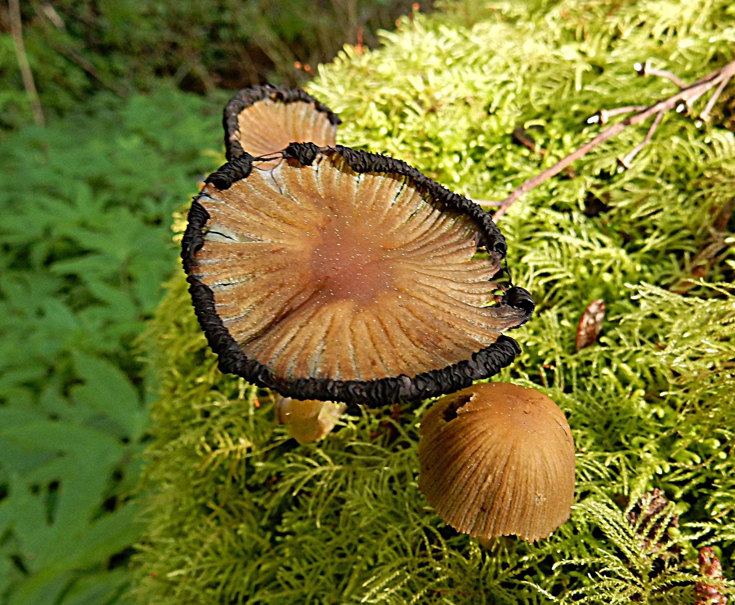 Mushrooms, Tryon Creek State Park