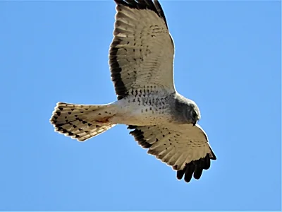 Male Northern Harrier, Steigerwald Wildlife Refuge
