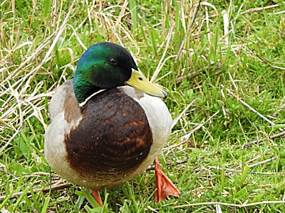 Mallard, Ridgefield Wildlife Refuge