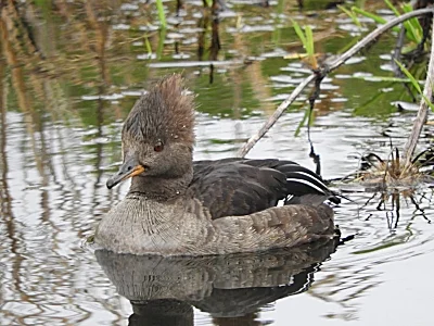 Female Hooded Merganser, Ridgefield Wildlife Refuge